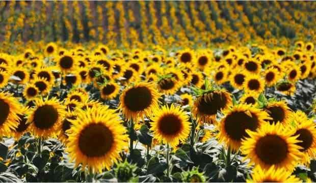 Price Alert For Sunflower Oil